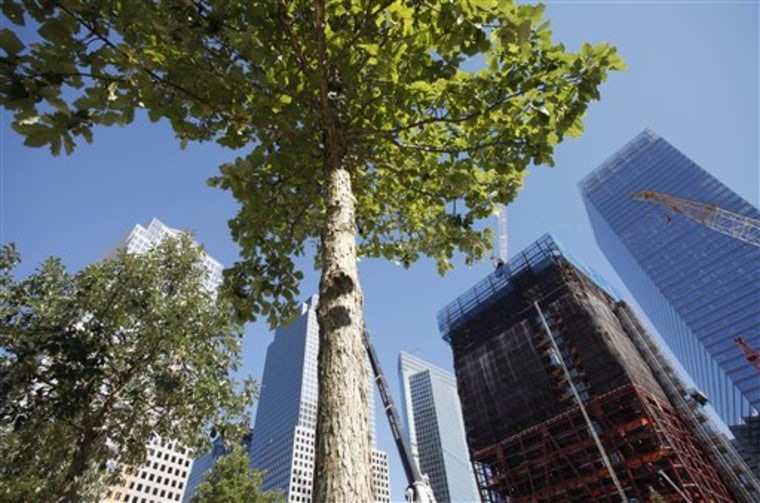 Crews Saturday began planting 16 swamp white oaks at the World Trade Center site. 